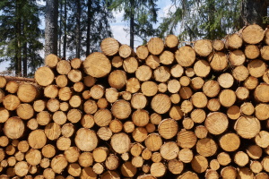 Holzst&auml;mme gestapelt_iStock-1018735500_300x200.jpg